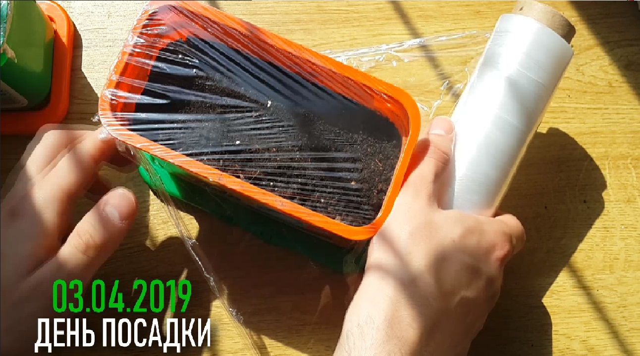ВЫРАСТИЛ ОГОРОД НА ПОДОКОННИКЕ #эксперимент