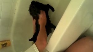 Charlie Cat's First Bath