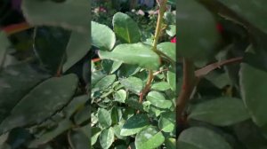 Розочка Мария Каллас