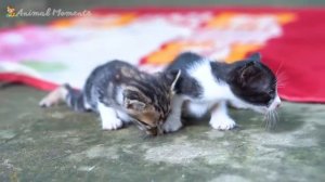 Животные и звуки, которые они издают