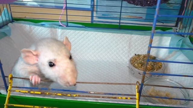 Случайное Знакомство Крыс Плюши и Ларисы / Alisa Easy Pets смотреть онлайн