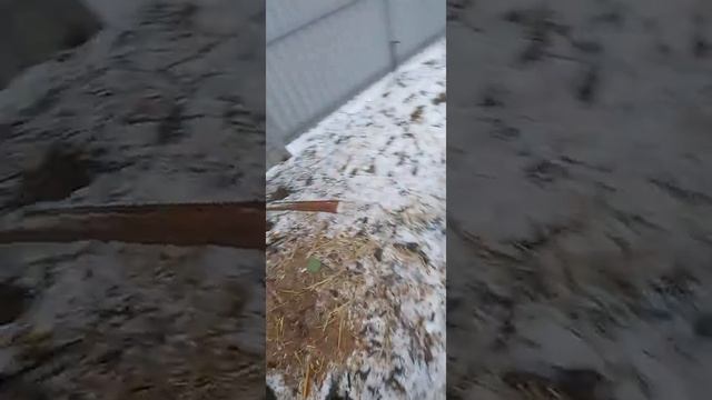 Может ли жить ротвейлер на улице ? Вольер для ротвейлера