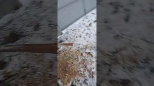 Может ли жить ротвейлер на улице ? Вольер для ротвейлера