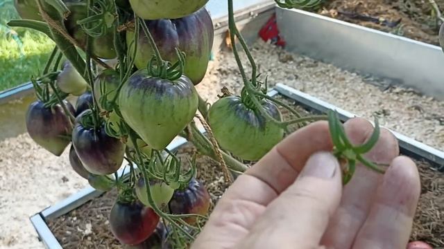 Честный Обзор томата Сержант Пеперс смотреть онлайн