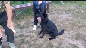 ДРЕССИРОВКА ЩЕНКА. НЕМЕЦКАЯ ОВЧАРКА