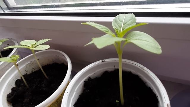 ЗЕМЛЯ ДЛЯ КОМНАТНЫХ ЦВЕТОВ смотреть онлайн