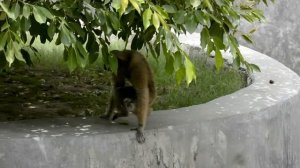 Delhi zoo hoolock gibbon