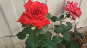 Розы в саду. Энн Хендерсон. Шакенборг. Ред Интуишн. Поэзия.