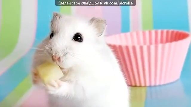 Хомячки джунгарики прикол