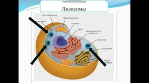 Биология. Урок №19  Особенности строения и функций органоидов в клетке