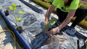 Высаживаем арбузы и дыни в открытый грунт