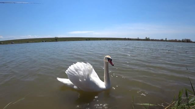 Рыбалка на платнике.Тепловка, Крым.