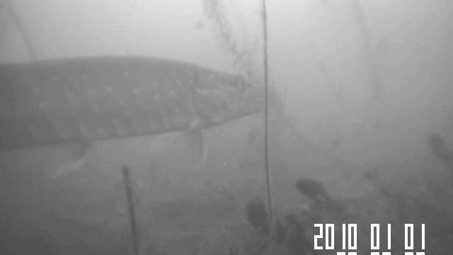 Щука смотреть онлайн