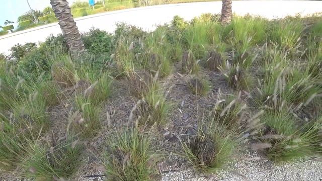 Из пустыни в оазис. Объединённые Арабские Эмираты. Зеленые Арабские Эмираты. ОАЭ. UAE. Dubai. Дубай смотреть онлайн