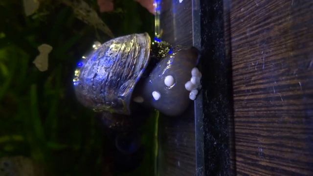 Ампулярия откладывает кладку смотреть онлайн