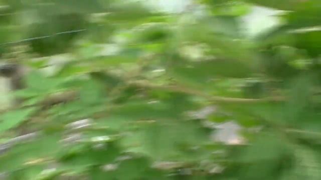 ЕЖЕВИКА ПРАЙМ АРК ТРЕВЕЛЕР, изучаем сорт(часть 3). смотреть онлайн