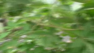 ЕЖЕВИКА ПРАЙМ АРК ТРЕВЕЛЕР, изучаем сорт(часть 3).