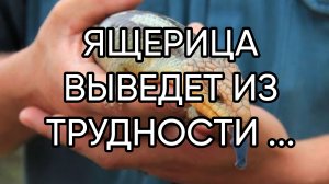ЯЩЕРИЦА ВЫВЕДЕТ ИЗ ТРУДНОСТИ ...ДЛЯ ВСЕХ...
