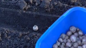 Посадка чеснока выросшего из семян. Озимый чеснок