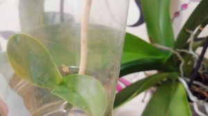 Детка   на цветоносе орхидеи. Часть № 2