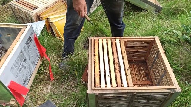 Пчёлы на главном взятке. Как подготовить пасеку. Делаем семью медовик