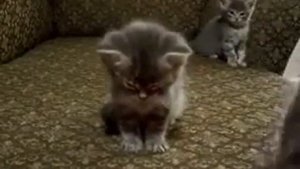 Маленький котёнок медитирует!