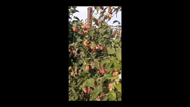 Малина "Молинг Джуно" смотреть онлайн