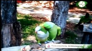 Звериный репортёр 1 место о чем попугай
