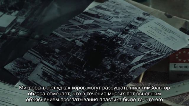 Исследование: микропластик нашли в рекордном количестве видов животных