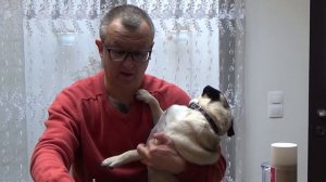 Уход за МОПСОМ. Чистим УШИ, ГЛАЗА, СКЛАДКУ.