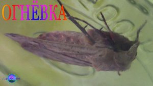 ЛЕЧЕНИЕ ДИАБЕТА ● ЛЕЧЕНИЕ АТЕРОСКЛЕРОЗА ● ЛЕЧЕНИЕ ОЖИРЕНИЯ ●