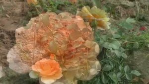 Роза Dame Judi Dench (Дама Джуди  Денч) 2017 Шраб