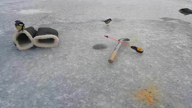 Банда синиц-рыбачек во время зимней рыбалки в Карелии. смотреть онлайн