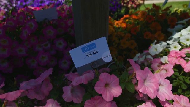 Petunia AlpeTunia®