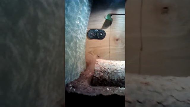 My savannah Monitor terrarium смотреть онлайн