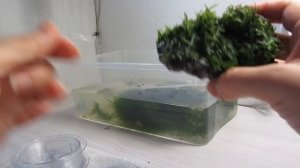 Приматываю яванский мох к камням