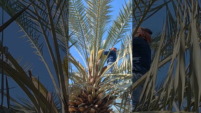 palms pollination barhi tree Kuwait