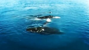 Отряд китообразные