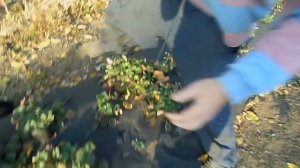 НЕ САДИТЕ КЛУБНИКУ ГУСТО!!! Наглядное сравнение.
