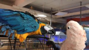 КРУТОЙ ЗооПАРК в Душанбе.