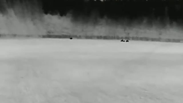 Dziki LH15 . смотреть онлайн