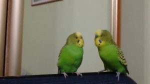 Разговор двух попугаев