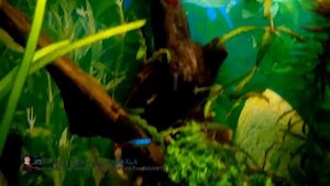 Гигрофила Пиннатифида (Hygrophila pinnatifida). ОБНОВКИ в АКВАРИУМЕ