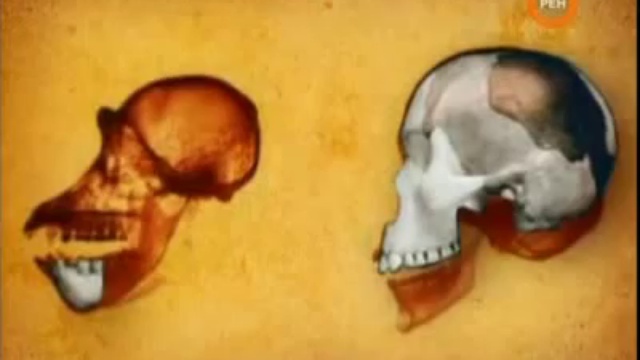 Происхождение человека, факты