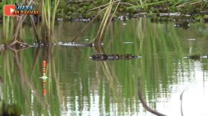 MANTAP !! SPOT MANCING LIAR SAWAH ISINYA NILA BABON SEMUA