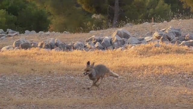 Природа и дикая жизнь. Лис Рыж и территория. смотреть онлайн