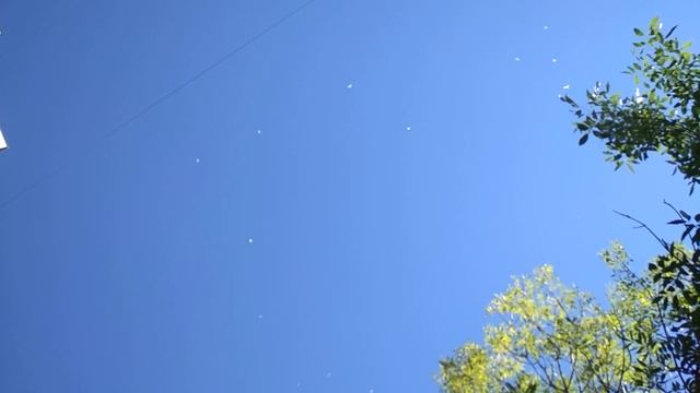 18 августа 2020 г. Бакинские голуби . смотреть онлайн