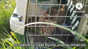 Спасаем котят с улицы!