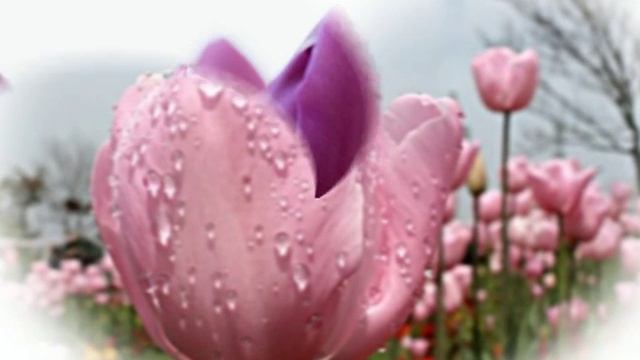 Весенние цветы смотреть онлайн