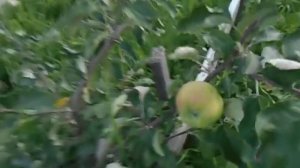 антоновка золотая